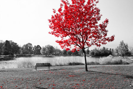 Empty park bench under red tree in black and whiteの写真素材