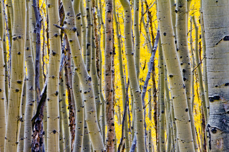 Golden Fall aspen tree forest in Colorado Rocky Mountainsの写真素材