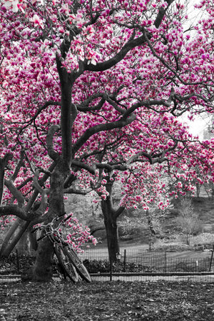 Bicycles under a pink cherry blossom tree in black and white Central Park landscape, New York Cityの写真素材