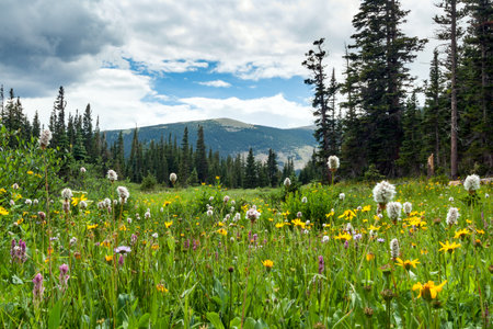 Colorful field of springtime flowers blooming in a Colorado Rocky Mountain landscape meadowの写真素材