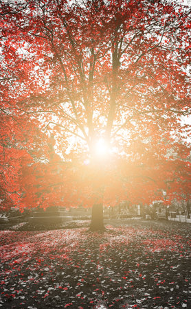 Sunlight shines through the red leaves of a fall tree in Central Park, New York Cityの写真素材