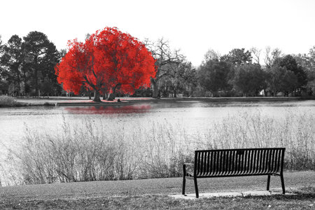 Red tree in black and white landscape scene with an empty park bench overlooking the waterの写真素材