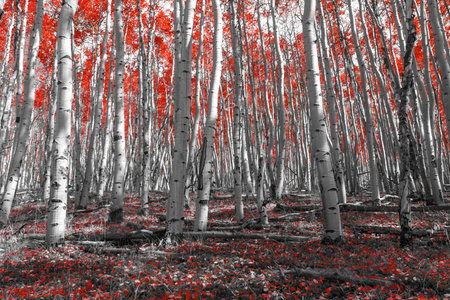 Forest Floor Covered With Colorful Fall Leaves Under a Canopy of Tall Red Treesの写真素材