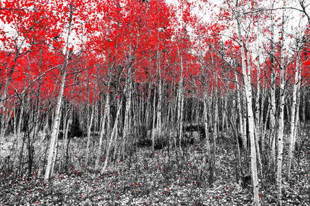 Red leaves on fall trees in a black and white forest landscape の写真素材