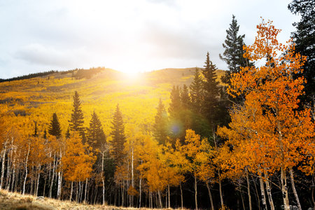 Sunlight glows behind golden aspen trees in Colorado Rocky Mountain forest landscape sceneの写真素材