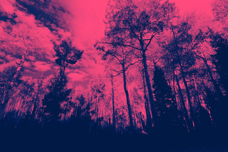 Pink and blue forest trees landscapeの写真素材