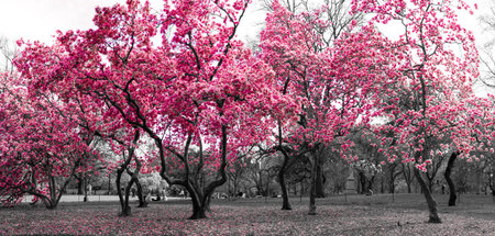Surreal forest fantasy landscape with pink trees in a black and white cityscape in Central Park, New York Cityの写真素材