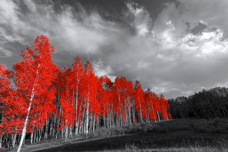 Forest of red trees in surreal black and white landscapeの写真素材
