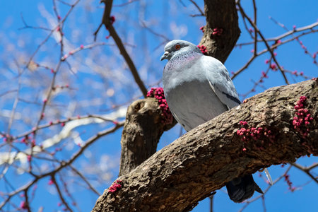Big fat pigeon standing on a tree branch in a New York City park in springの写真素材