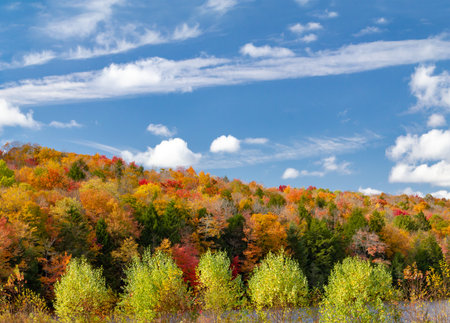 Colorful fall forest foliage in New England landscape sceneの写真素材
