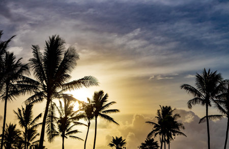Palm trees silhouetted against beautiful sunlight background in tropical island landscape sceneの写真素材