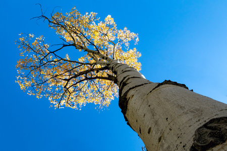 Looking up at a tall aspen tree with golden fall leaves against a clear blue sky background in the Colorado mountainsの写真素材