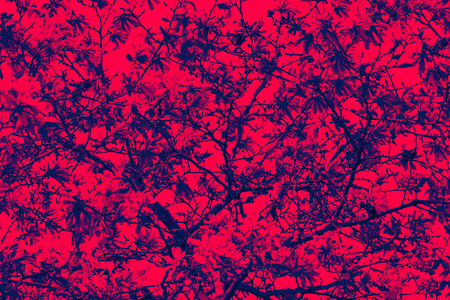 Abstract floral pattern of flowers on tree branches with colorful red and blue duotone overlay effectの写真素材