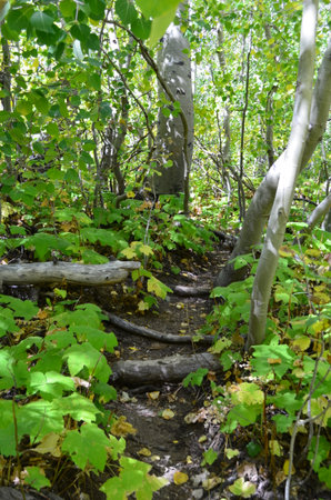 forest trailの写真素材