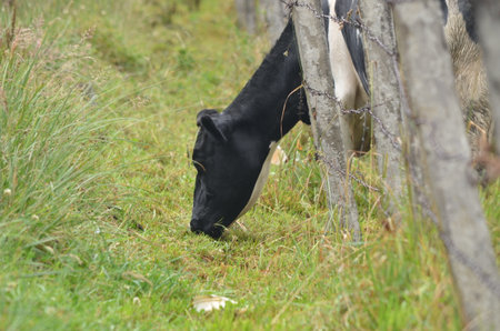 The grass is always greener on the other sideの写真素材