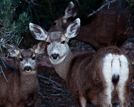 Mule deer doe hiding in tree thicketの写真素材