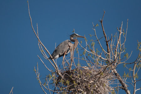 Great Blue Heron nestingの写真素材