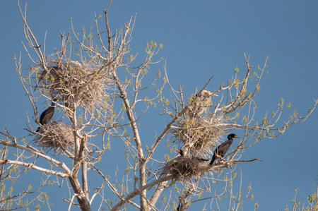 Great Blue Heron nests with Comorant nestsの写真素材