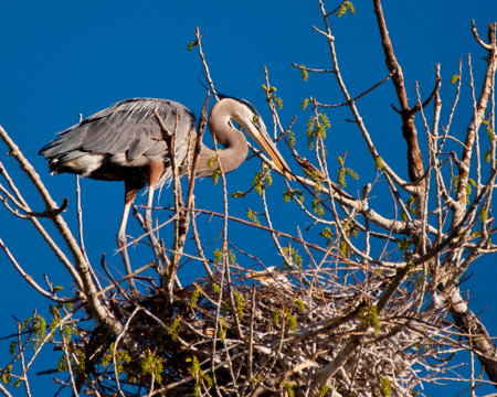 Great Blue Heron Nesting with Chickの写真素材