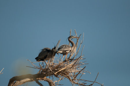 Blue Heron pair on nest の写真素材
