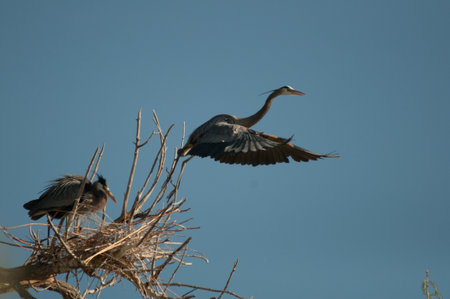 Blue Heron leaving nest の写真素材