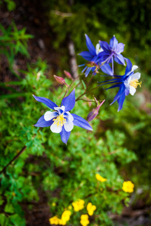 Columbine Plantの写真素材