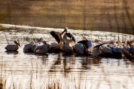 White Pelicans in the early morningの写真素材