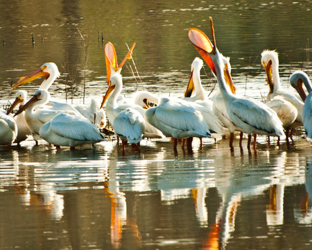 Scoop Open White Pelicansの写真素材