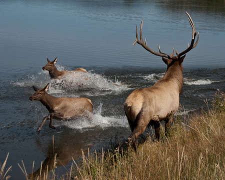 elk in water bound flightの写真素材