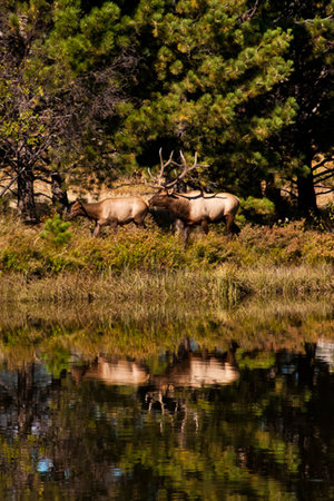 bull elk and cow reflected in water の写真素材