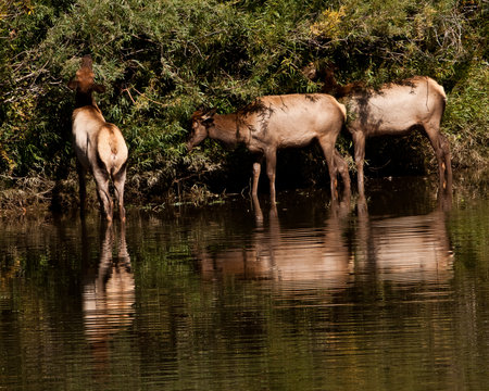 3 cow elk reflected in waterの写真素材