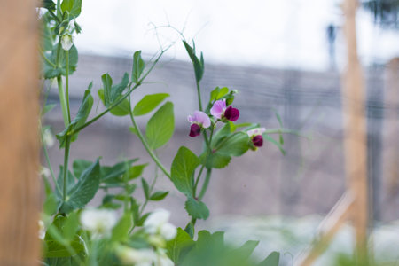 Flowers peasの写真素材