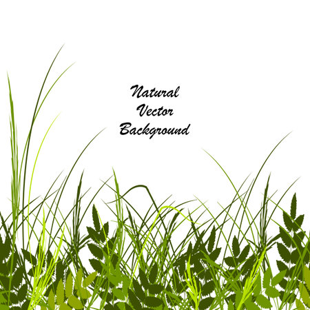 Vector illustration with a beautiful green grass and leaves isolated on white background.のイラスト素材