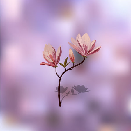 Blossom brunch of pink magnolia on purple background.のイラスト素材