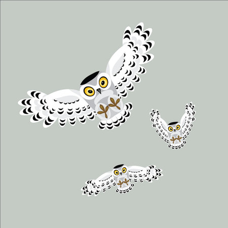 Three flying polar owls on gray background.のイラスト素材