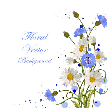 Beautiful daisies and cornflowers on white background.のイラスト素材