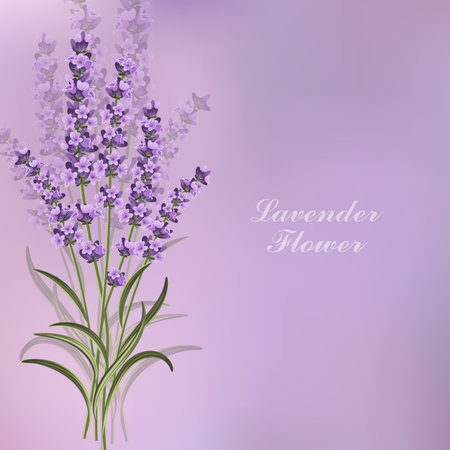 Beautiful lavender flowers on violet background. Vector illustration.のイラスト素材