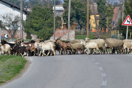 flock of goats crossing the road, among the paddies of Po Valley, Piedmont, Italyの写真素材