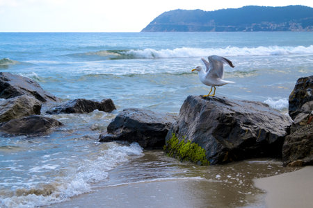 seagull who has just leaned on a rock on the sea after a long flightの写真素材