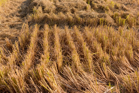 what remains of a newly plowed rice field before the ground is movedの写真素材