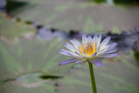 Water lillyの写真素材