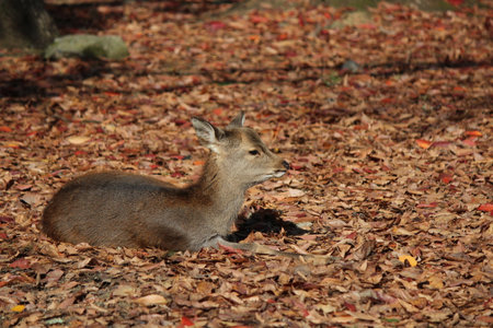 Deer at Nara Parkの写真素材
