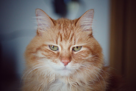 Orange catの写真素材