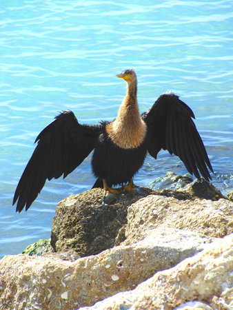 A cormorant seabird drying his wings in the warm sun