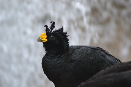 Big black birdの写真素材