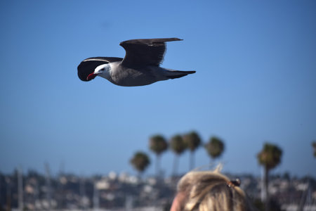 Flying seagullの写真素材