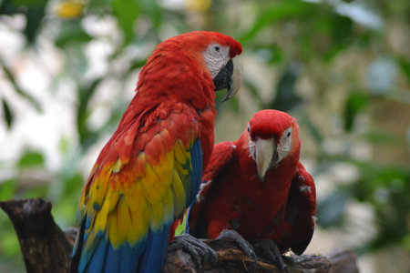 Red macaws on a benchの写真素材
