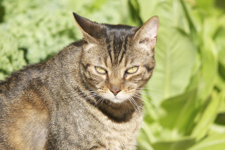 Domestic Catの写真素材