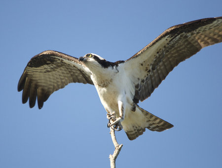 Osprey landingの写真素材