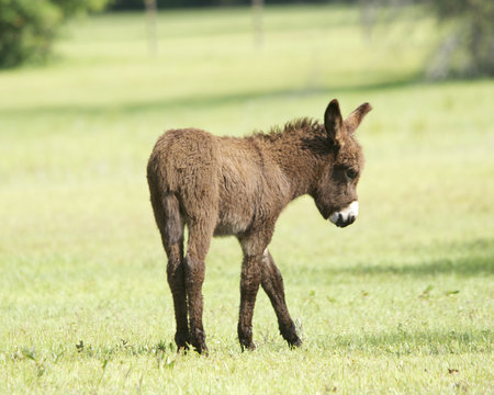 Young Donkey walking aloneの写真素材